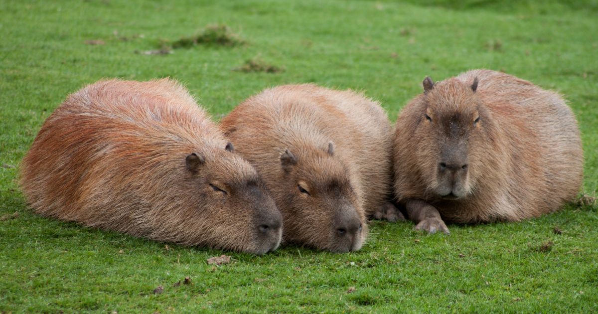 10 Cooling Hacks for a Better Night's Sleep: Capybara Edition