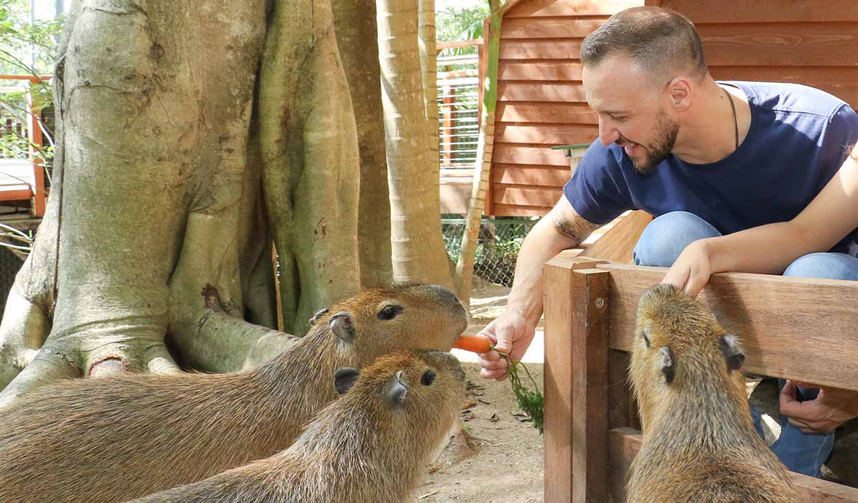 Where to See Capybaras in Australia: Ultimate Guide